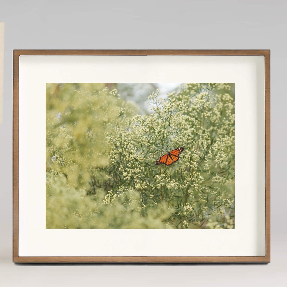 Monarch Butterfly Nature Fine Art Print 8x10
